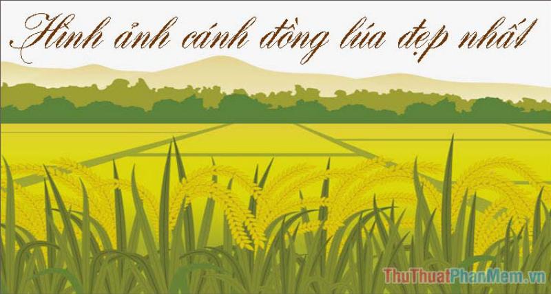 Du lịch Thái Bình với hình ảnh cánh đồng lúa xanh mướt, biểu tượng của vùng quê hương